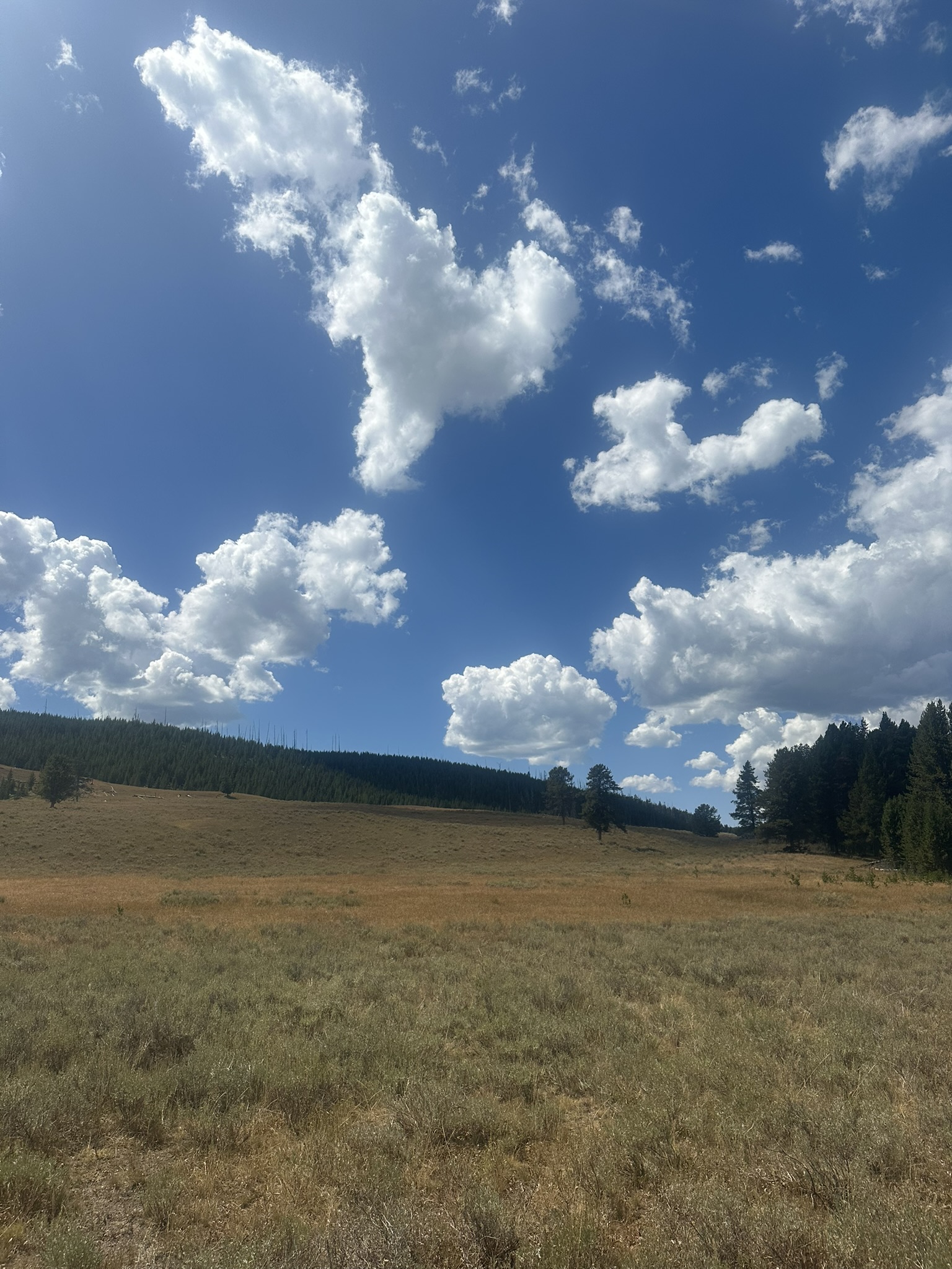Yellowstone And Grand Teton National Parks - Image 1408